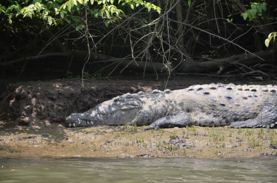 Crocodile au canyon de Sumidero