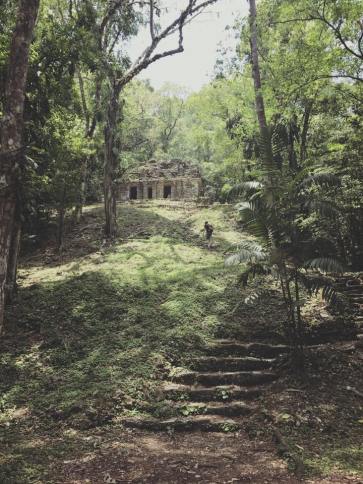 La jungle reprend ses droits dans la forêt de Lacandona