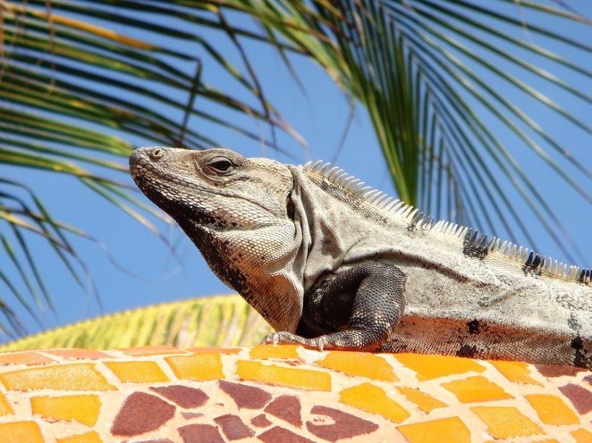 iguana-734079_1280